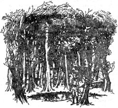 Племянник чародея (с иллюстрациями) - pic03.jpg