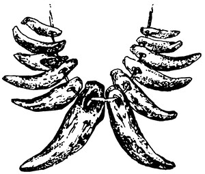 Властелин Темного Леса<br />(Историко-приключенческие повести) - i_023.png