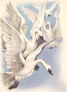 Дикие лебеди и другие сказки - i_047.jpg