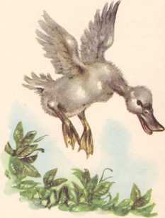 Дикие лебеди и другие сказки - i_053.jpg