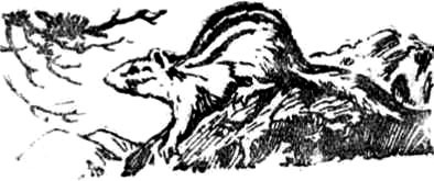 Алтайские робинзоны - i_025.jpg