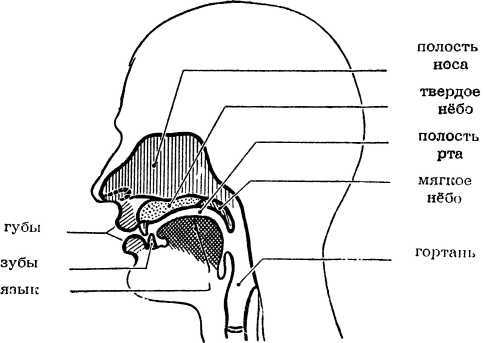 Как возникла человеческая речь - i_019.jpg