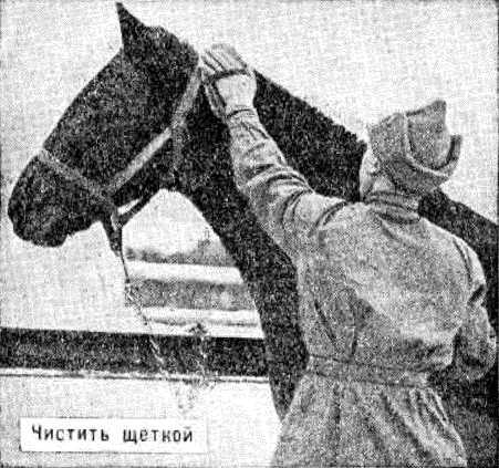 Боевой товарищ<br />(Лошадь и уход за ней) - i_007.jpg