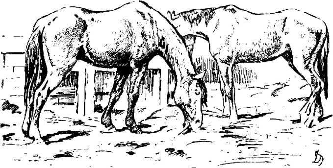 Боевой товарищ<br />(Лошадь и уход за ней) - i_011.jpg