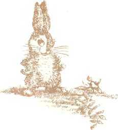 Латышские народные сказки - _96144.jpg