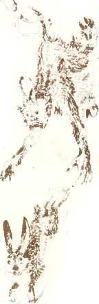 Латышские народные сказки - _96184.jpg