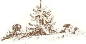 Латышские народные сказки - _96311.jpg