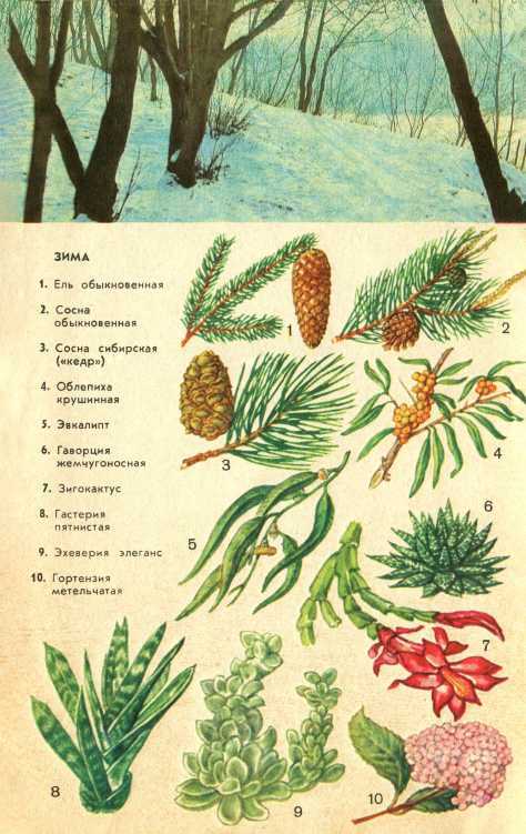 В стране зеленой - i_014.jpg