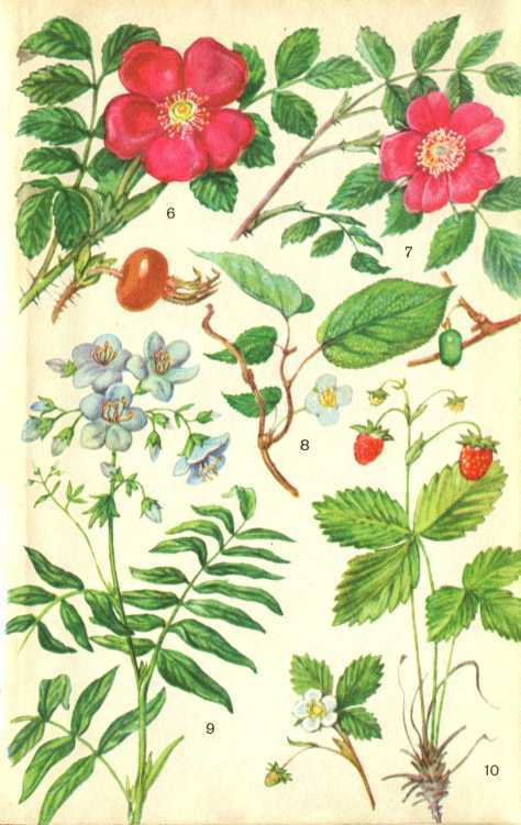 В стране зеленой - i_018.jpg