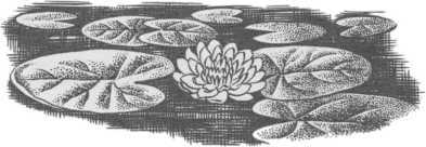 Старинные эстонские народные сказки - i_008.jpg