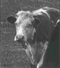 Трагическое послание древних - any2fbimgloader110.jpeg