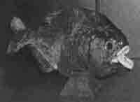 Трагическое послание древних - any2fbimgloader154.jpeg