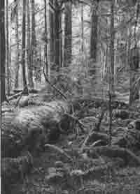 Трагическое послание древних - any2fbimgloader156.jpeg