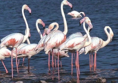 Холостяк для блондиночки (СИ) - _16.jpg