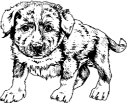 Белый пудель. Дневник фокса Микки. С вопросами и ответами для почемучек - i_014.png