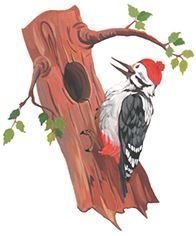 А к двери идет Стихоша - i_016.jpg