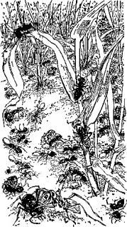 Мясной рулет. ВСТРЕЧИ С ЖИВОТНЫМИ - pic_5.jpg