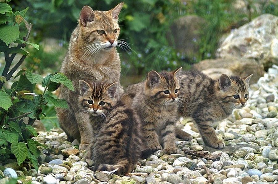 Триумвират немёртвых (СИ) - img8.jpg