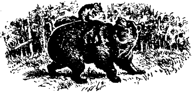 Как медведь и бурундук дружить перестали - Kak_medved'_i_burunduk_druzhit'_perestali@ill1.png