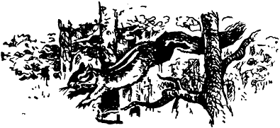 Как медведь и бурундук дружить перестали - Kak_medved'_i_burunduk_druzhit'_perestali@ill2.png