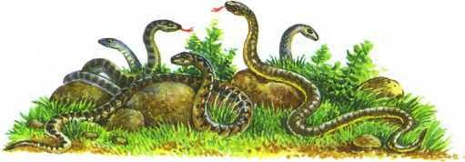 Сказки про Бабу Ягу - i_036.jpg