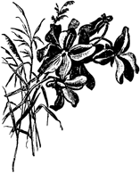 Грезы и сновидения<br />(Сказки. Совр. орф.) - i_016.png