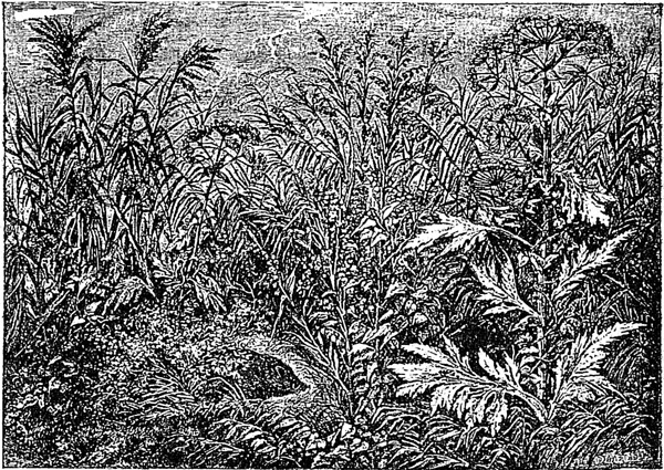 История покорения Сибири и присоединения к России Амурской области и среднеазиатских владений<br />(Совр. орф.) - i_014.jpg