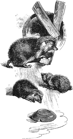 Ёжики<br />(1905 г. Совр. орф.) - i_006.png