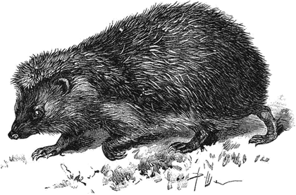 Ёжики<br />(1905 г. Совр. орф.) - i_007.png