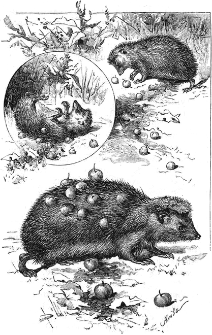 Ёжики<br />(1905 г. Совр. орф.) - i_011.png