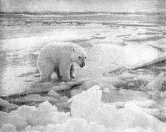 Повесть о ледовом комиссаре - i_013.jpg