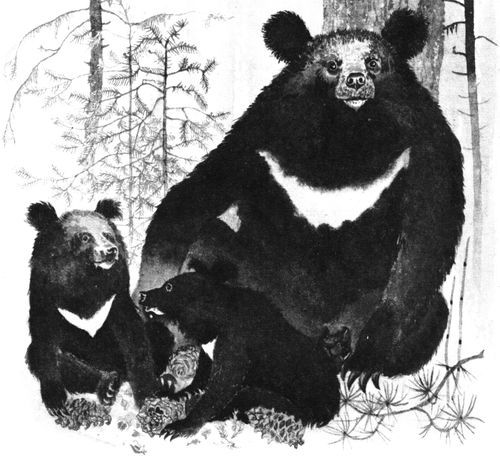 Удивительные звери<br />(Повесть, рассказы, очерки) - i_013.jpg