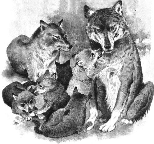 Удивительные звери<br />(Повесть, рассказы, очерки) - i_026.jpg