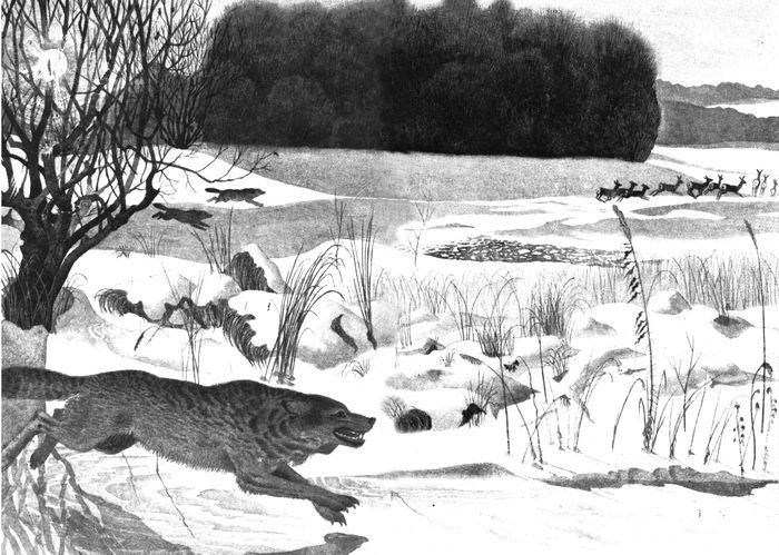 Удивительные звери<br />(Повесть, рассказы, очерки) - i_027.jpg