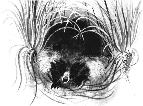 Удивительные звери<br />(Повесть, рассказы, очерки) - i_030.jpg