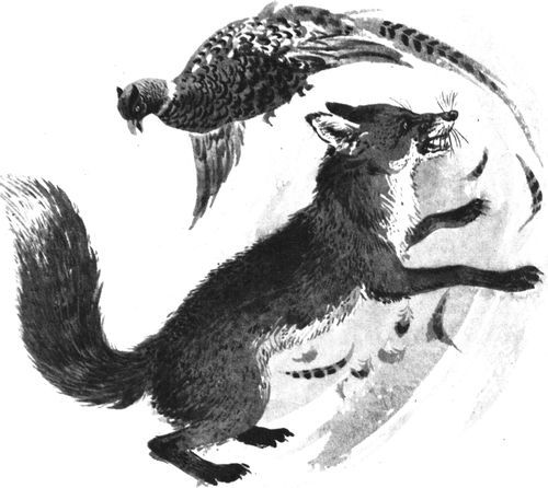 Удивительные звери<br />(Повесть, рассказы, очерки) - i_031.jpg