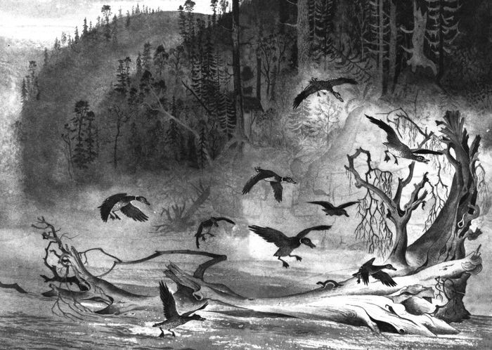 Удивительные звери<br />(Повесть, рассказы, очерки) - i_035.jpg