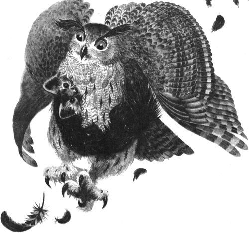 Удивительные звери<br />(Повесть, рассказы, очерки) - i_037.jpg