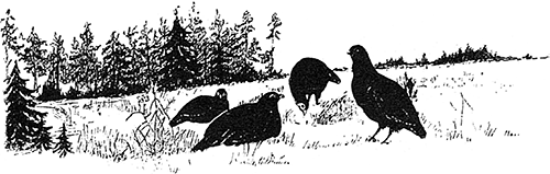 В стране контрастов - i_063.png