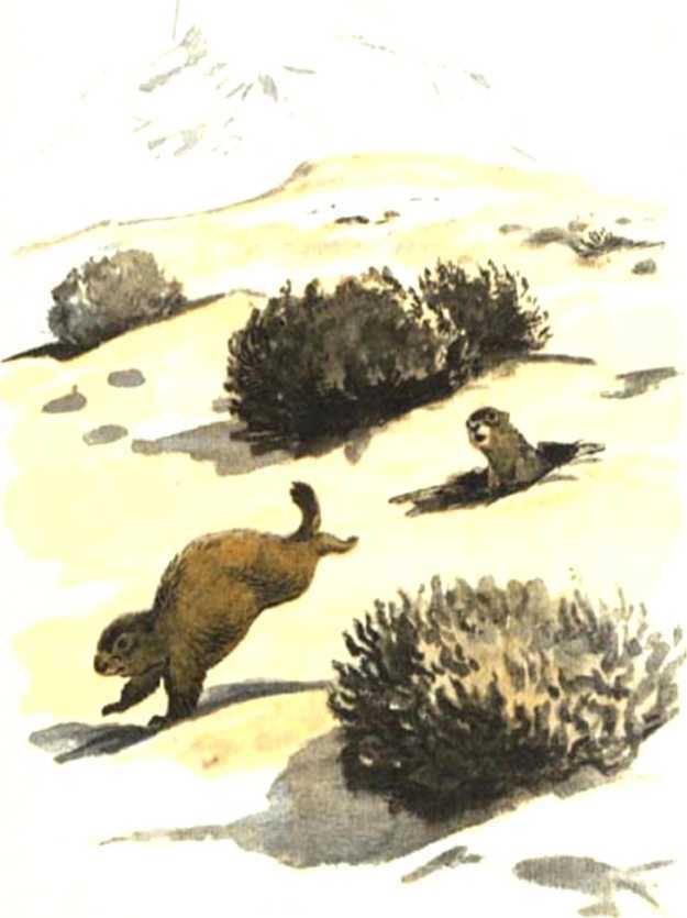 Похождения хитрого Соленопсиса<br />(Рассказы) - i_009.jpg