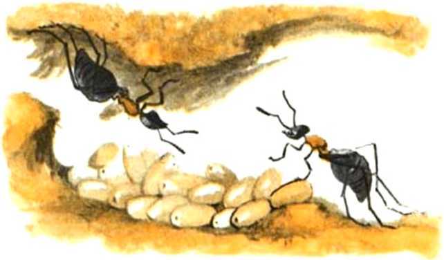 Похождения хитрого Соленопсиса<br />(Рассказы) - i_015.jpg