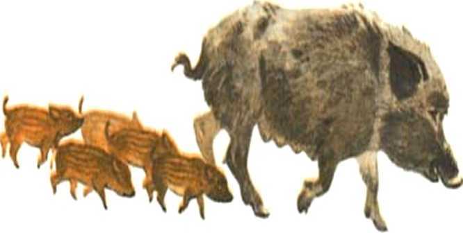 Похождения хитрого Соленопсиса<br />(Рассказы) - i_023.jpg