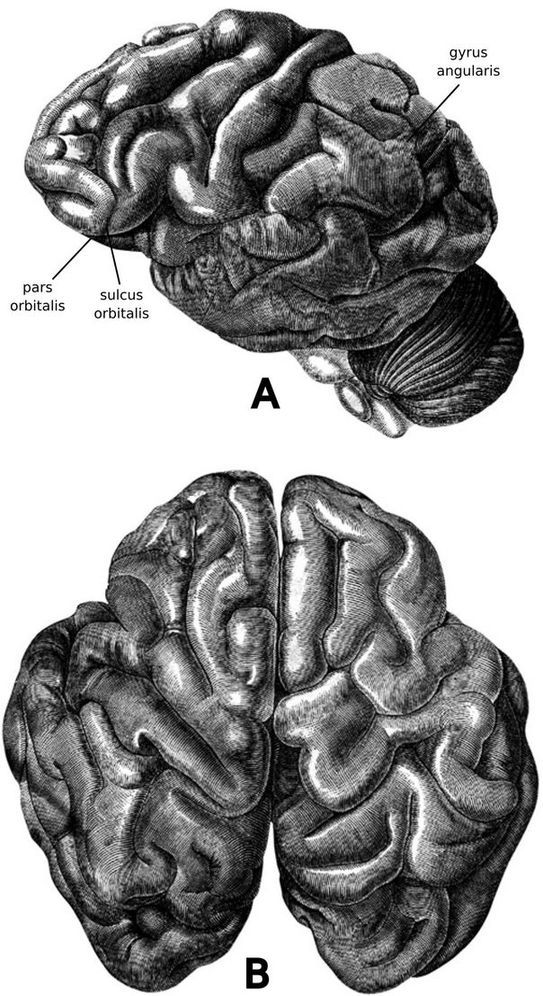 Происхождение личности и интеллекта человека. Опыт обобщения данных классической нейрофизиологии - i_015.jpg