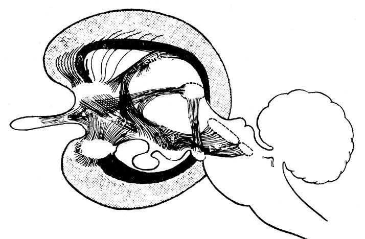 Происхождение личности и интеллекта человека. Опыт обобщения данных классической нейрофизиологии - i_020.jpg