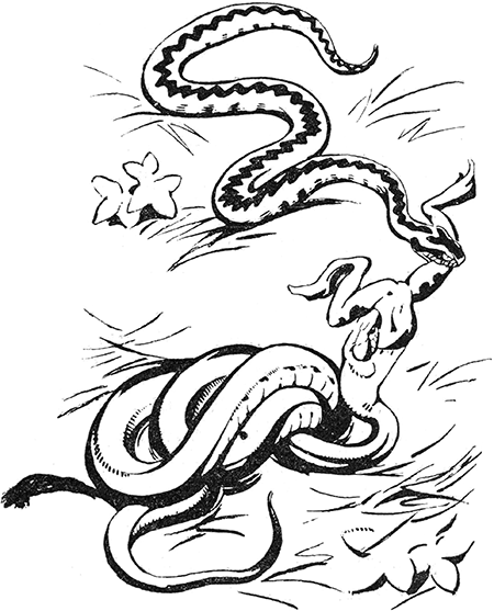 Желтоухий<br />(Рассказ) - i_006.png