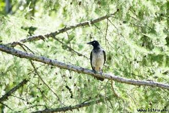 Домашний компьютер № 8 (122) 2006 - pic_64.jpg