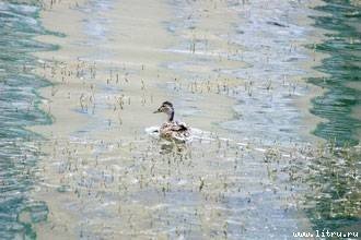 Домашний компьютер № 8 (122) 2006 - pic_65.jpg