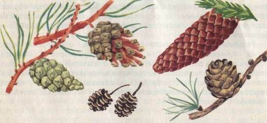 Что можно сделать из природного материала - i_001.jpg