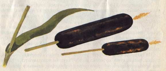 Что можно сделать из природного материала - i_008.jpg