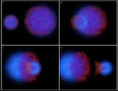 Журнал «Компьютерра» N 31 от 29 августа 2006 года - pic_22.jpg